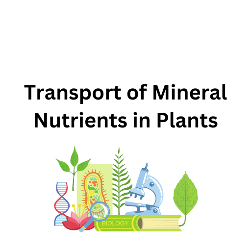 Transport of Mineral Nutrients in Plants